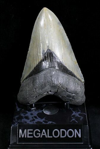 Stellar Megalodon Tooth - North Carolina #28155
